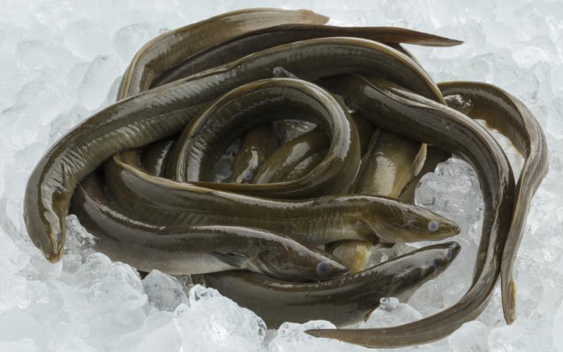 Pesquería de Anguila del norte del Perú logra importante avance en sostenibilidad al ingresar al Programa MSC (Marine Stewardship Council) 