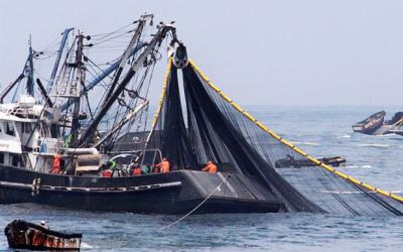 Temporada 2025 de Anchoveta en Perú Avanza, pero Clima y Condiciones del Mar Generan Preocupación