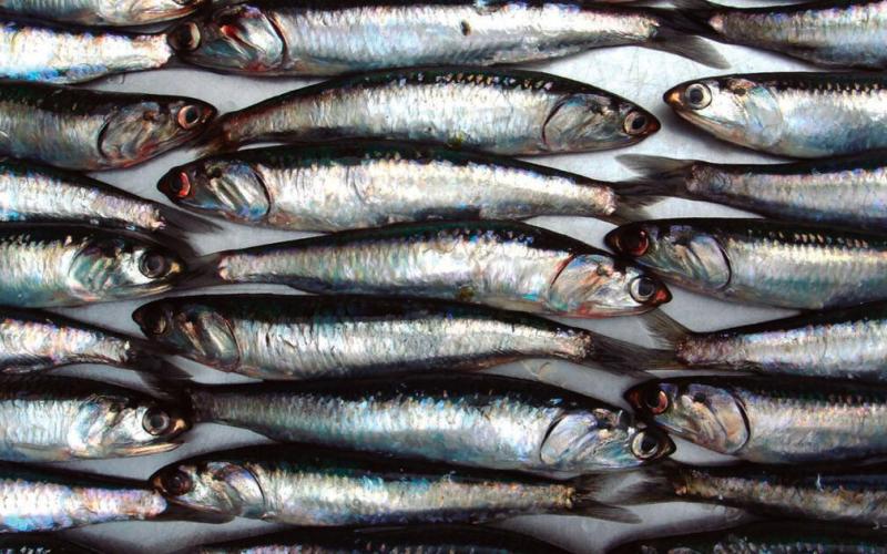 Produce establece límite máximo de captura de anchoveta para consumo humano directo en 2025