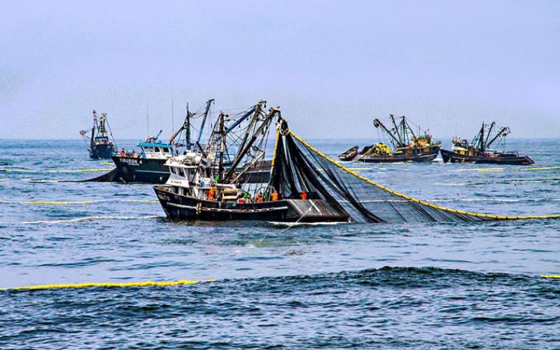 Avanza la temporada de anchoveta 2025 en Perú, pero preocupan las condiciones climáticas y oceánicas