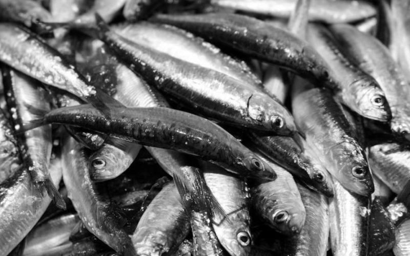 La sardina ibérica recupera certificación MSC: un logro para la pesca sostenible en España y Portugal