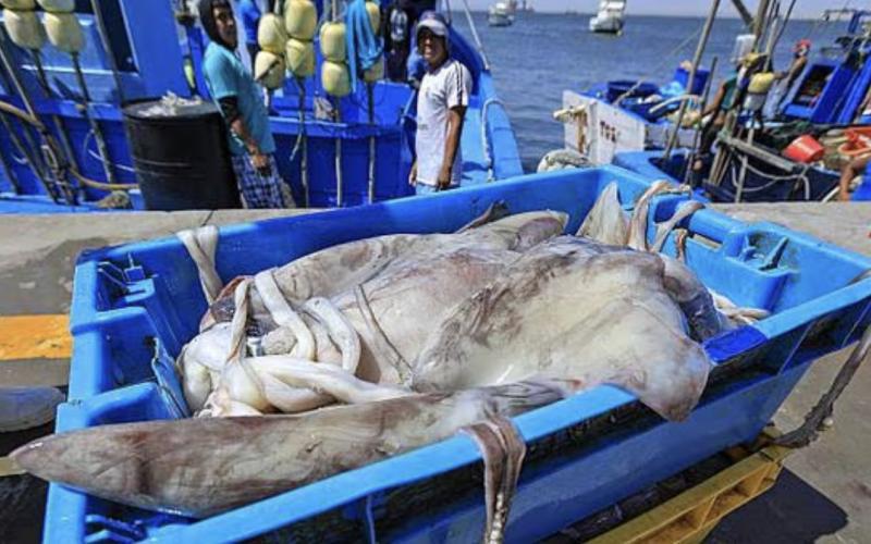 JUMBO SQUID