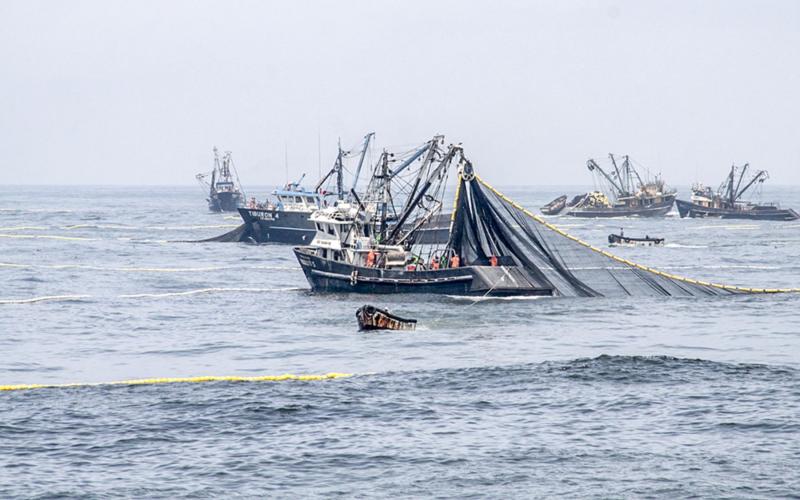 PERU FISHING SITUATION – ANCHOVY 2026-I SEASON
