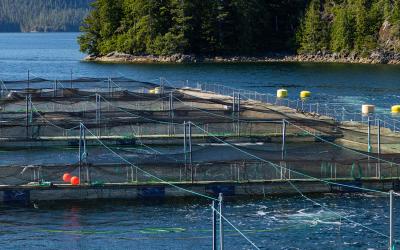 Now that pen nets are questioned worldwide for fish farming, the competition for different aquaculture systems escalate.