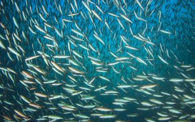 NEW ANCHOVY CAMPAIGN FOR NORTH-CENTRAL REGIONS STARTS GOOD