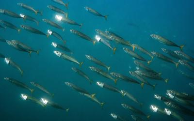 LA CABALLA DEL ATLANTICO NORTE ESTARIA EN RIESGO POR SOBREPESCA