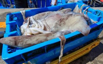 Giant Squid Quota Increased and Capture Period Extended to August 2025