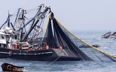 Peru’s 2025 Anchovy Season Advances, But Weather and Ocean Conditions Raise Concerns