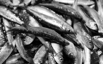 Iberian Sardine Regains MSC Certification: A Milestone for Sustainable Fishing in Spain and Portugal