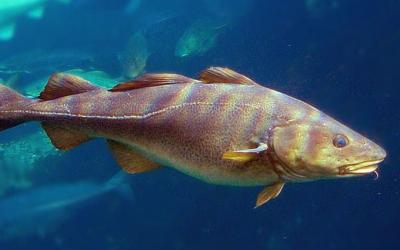   SIGNS OF OVERFISHING OF CERTAIN SPECIES COULD MEAN A NEW REDUCTION OF CATCHING QUOTAS IN EUROPE.