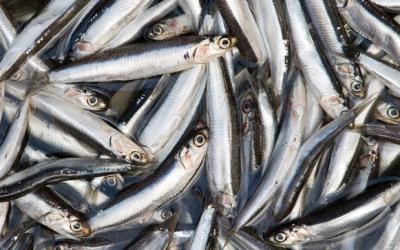 Segunda Temporada de Pesca de Anchoveta se Abre con Solo 500,000 Toneladas