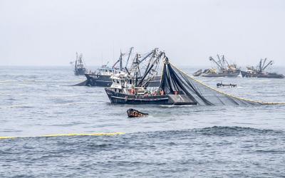PERU FISHING SITUATION – ANCHOVY 2026-I SEASON